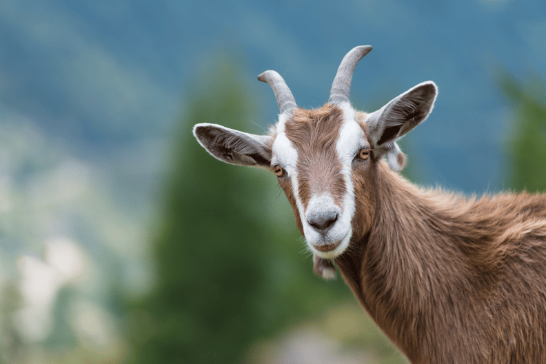 Tax-Day-Goat