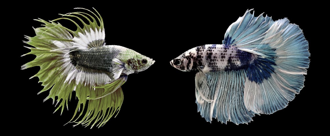Wealthfront V Schwab Fighting Fish.jpg