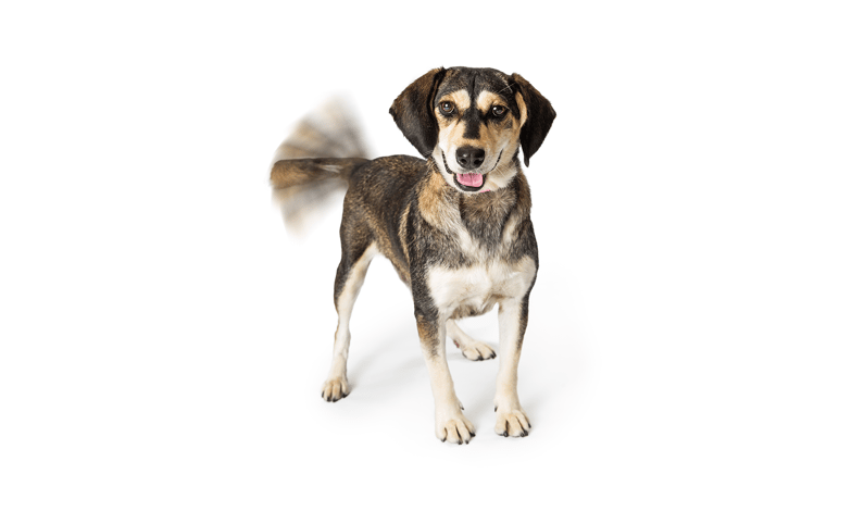 dog_wagging_tail