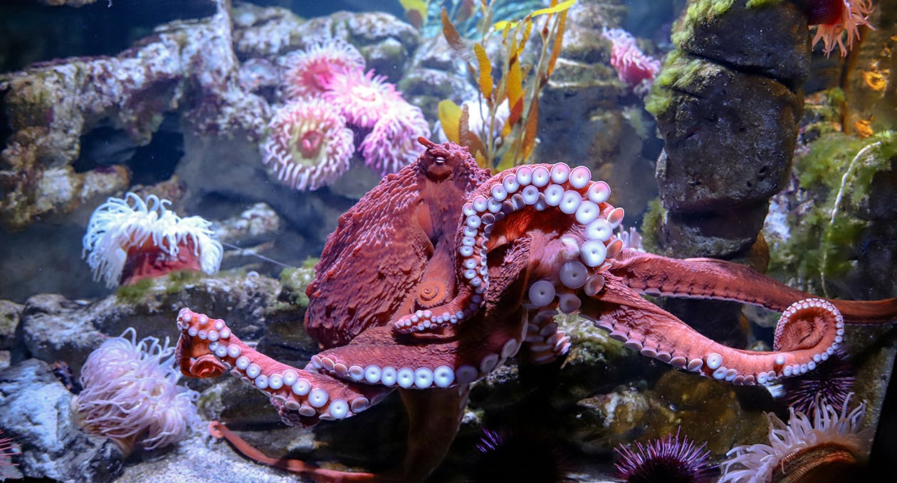 giant-pacific-octopus-header-1260x678-1